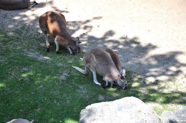 min 2013 07 06 beauval 257